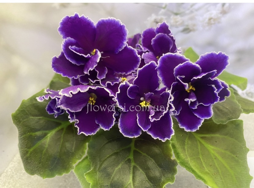 Фіалка ОВ-Блиск Сапфіра