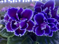 Фіалка ОВ-Блиск Сапфіра