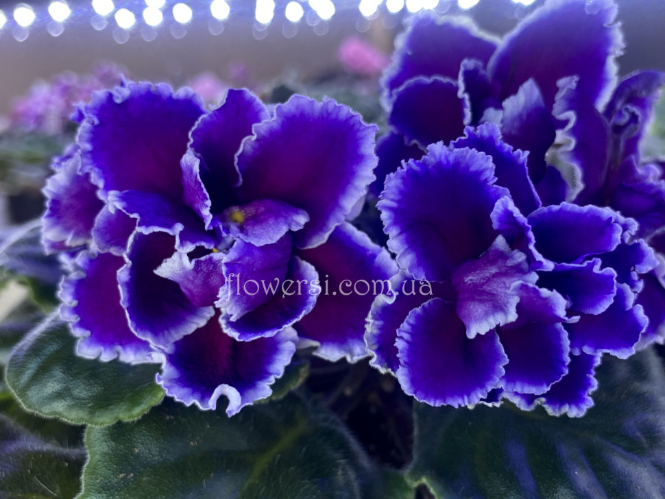 Фіалка ОВ-Блиск Сапфіра