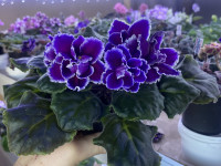 Фіалка ОВ-Блиск Сапфіра