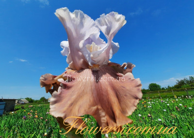 Ірис № 24 (Сіянець Г.Витiвськой)