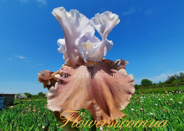 Ірис № 24 (Сіянець Г.Витiвськой)