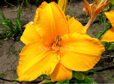 Лілійник Золотий Приз (Golden Prize)