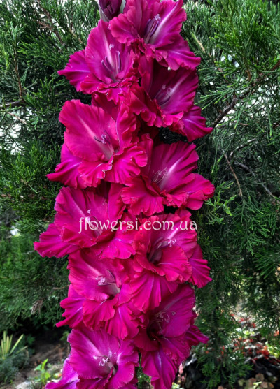 Гладиолус Сiреневый Бант 