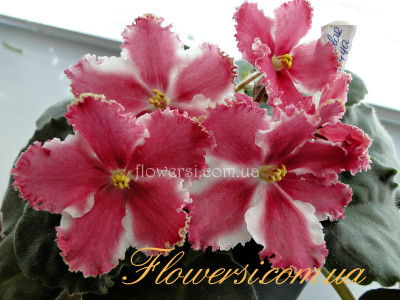 Фиалка СМ-Кладовая Солнца