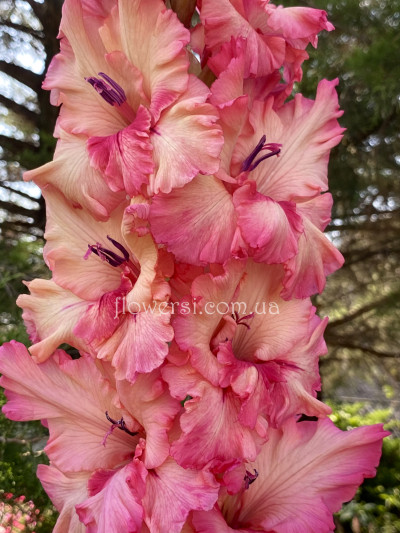 Гладiолус Багрянец осенi 