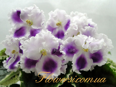 Фиалка Пёстрая Рапсодия (К. Морев)