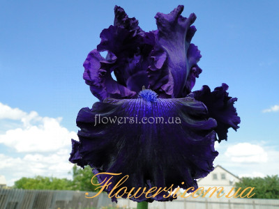 Ирис Холливуд Найтс (Hollywood Nights)