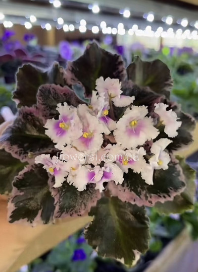 Фиалка  Jolly Mist (H.Pittman)