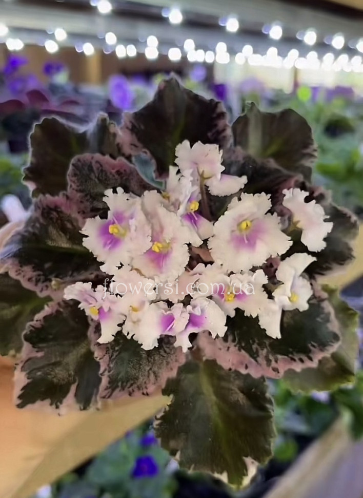 Фиалка  Jolly Mist (H.Pittman)