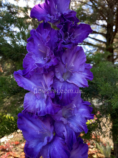 Гладіолус Колдовское озеро 