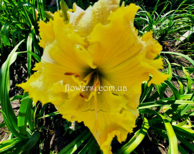 Сеянець № 21