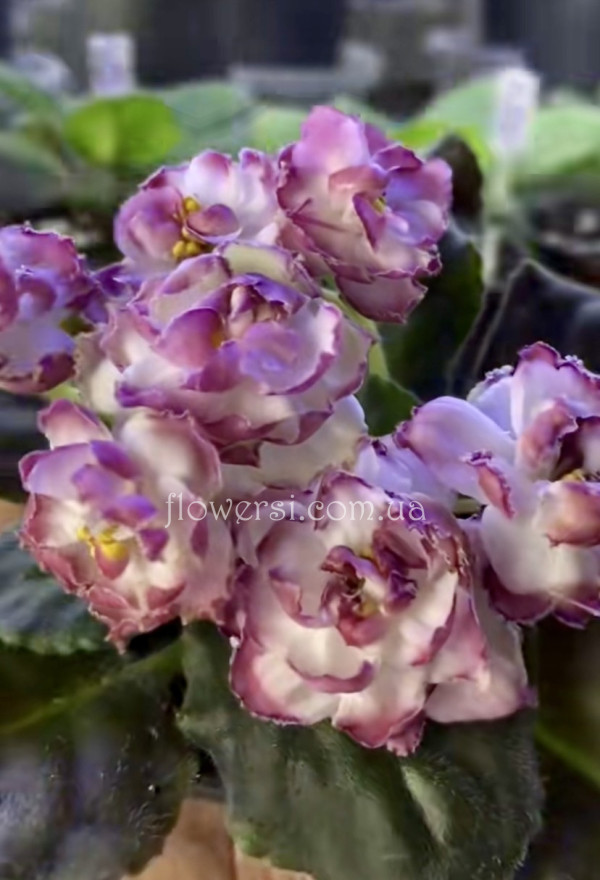 Фіалка ОВ-Розалія