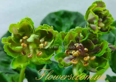 Фіалка ЛЕ-Роман