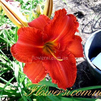 Лілійник Анзак (Anzac)