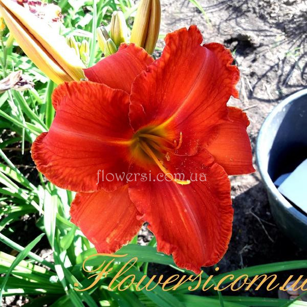 Лилейник  Анзак (Anzac)