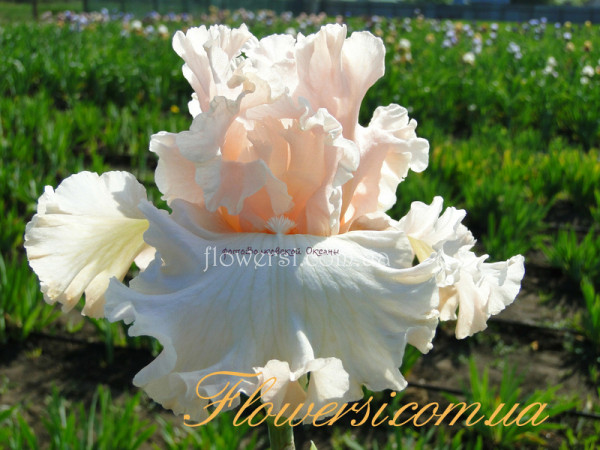  Ирис Мэджикэл (Magical)