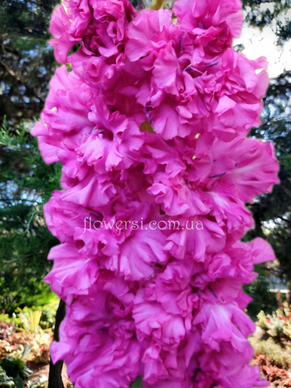 Гладiолус Сiреневый Шар 