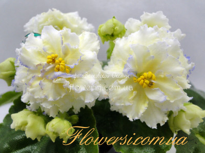 Фиалка ЛЕ-Золото Нибелунгов