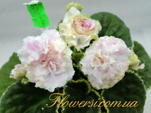 Фіалка ЛЕ-Англійська Троянда