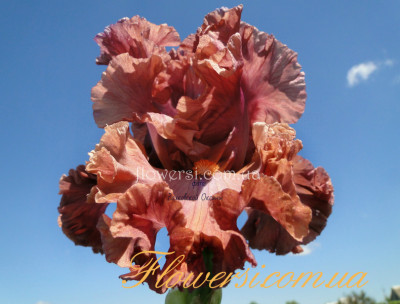 Ирис Терракота Бэй (Terracotta Bay)