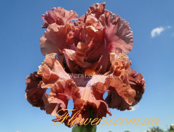 Ирис Терракота Бэй (Terracotta Bay)