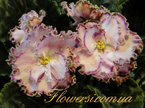 Фиалка ЛЕ- Елисейские Поля