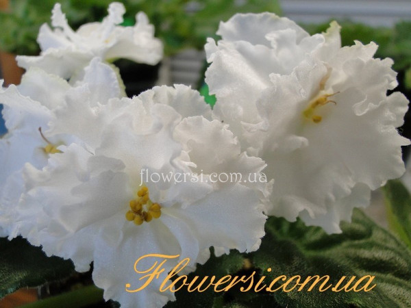 Фиалка РС-Балерина