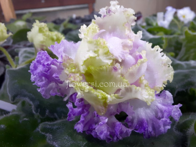 Фиалка АВ-Венский Штрудель 