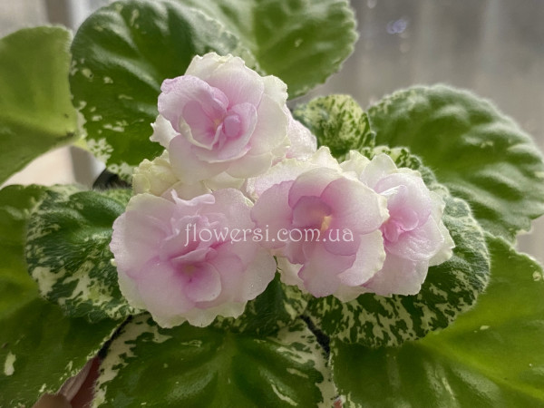 Фиалка Watermelon Snow (P.Addison)