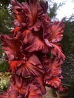 Гладiолус Коричневий Бархат 