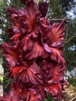 Гладiолус Коричневий Бархат 