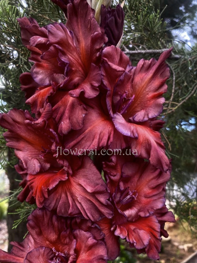 Гладiолус Коричневий Бархат 