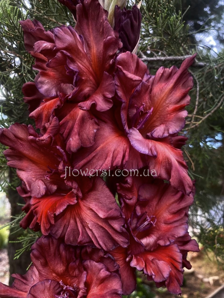 Гладiолус Коричневий Бархат 