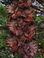 Гладiолус Коричневий Бархат 