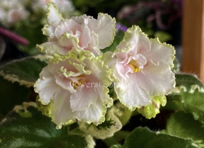 Фіалка Р-Абрау Дюрсо