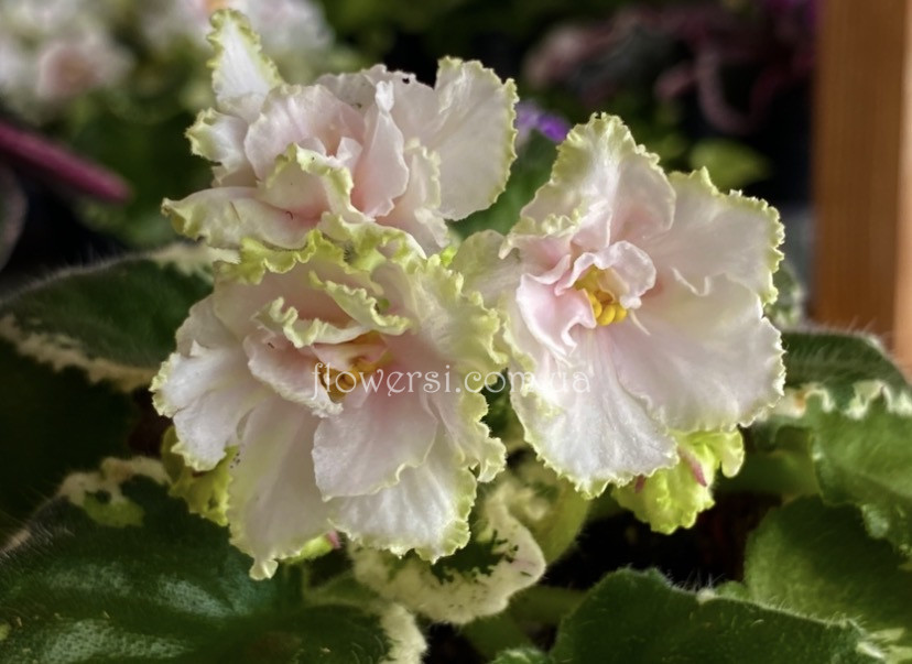 Фіалка Р-Абрау Дюрсо