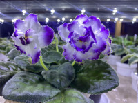 Фіалка ОВ-Морська Хвиля 