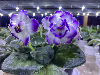 Фіалка ОВ-Морська Хвиля 