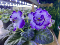 Фіалка ОВ-Морська Хвиля 