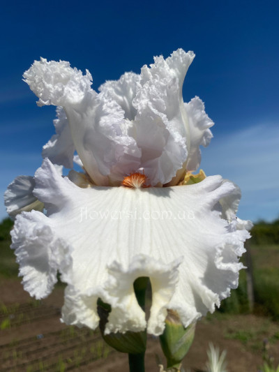 Ірис № 22 (Сіянець Г.Витiвськой)