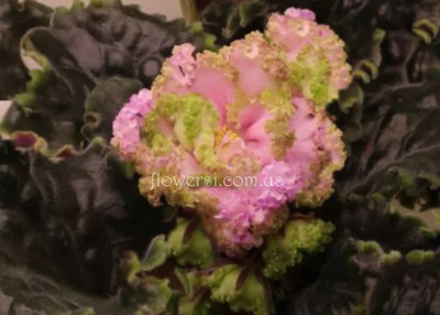 Фиалка ЛЕ-Вивьен Ли (люкс)