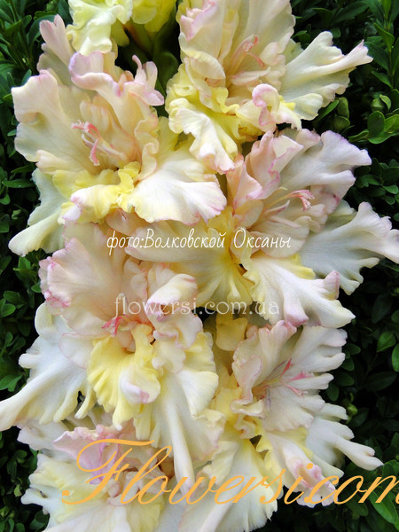 Гладиолус шарм букет с хризантемами цена