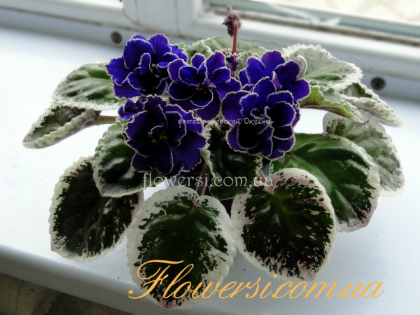 Фиалка ЛЕ-Алькор 