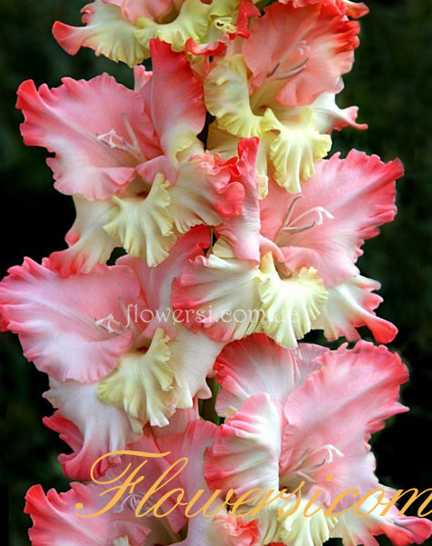 Гладiолус Девічьи грези 