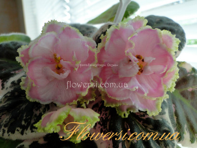 Фиалка РС-Золотая Рыбка