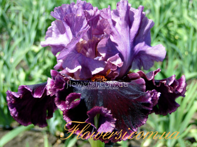 Ирис  Фешен Дива (Fashion Diva ) 