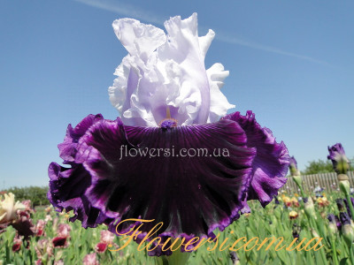 Ирис Дине Толк (Dinner Talk) 