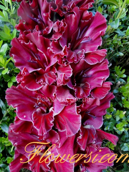 Гладiолус  Вечірня Мелодія 