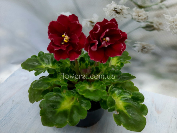 Фиалка Ват-Супер мама